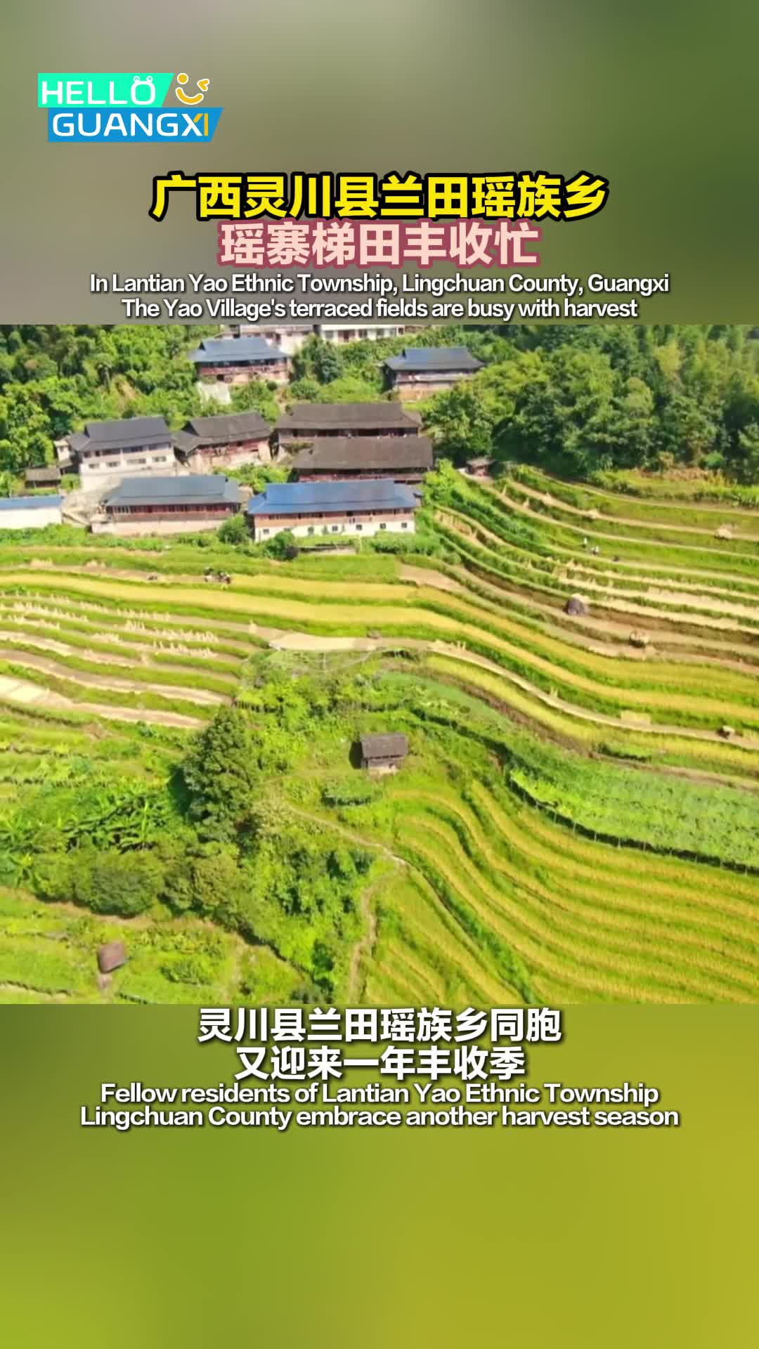 Guangxi Lingchuan County Lantian Yao Township Yaozhai Terrace Harvest Busy