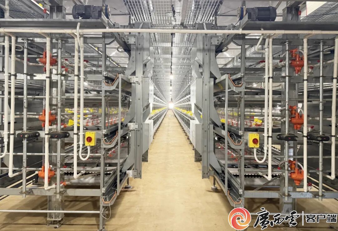 覃塘区年出栏150万羽青凯发旗舰厅年鸡项目正式投产(图2)