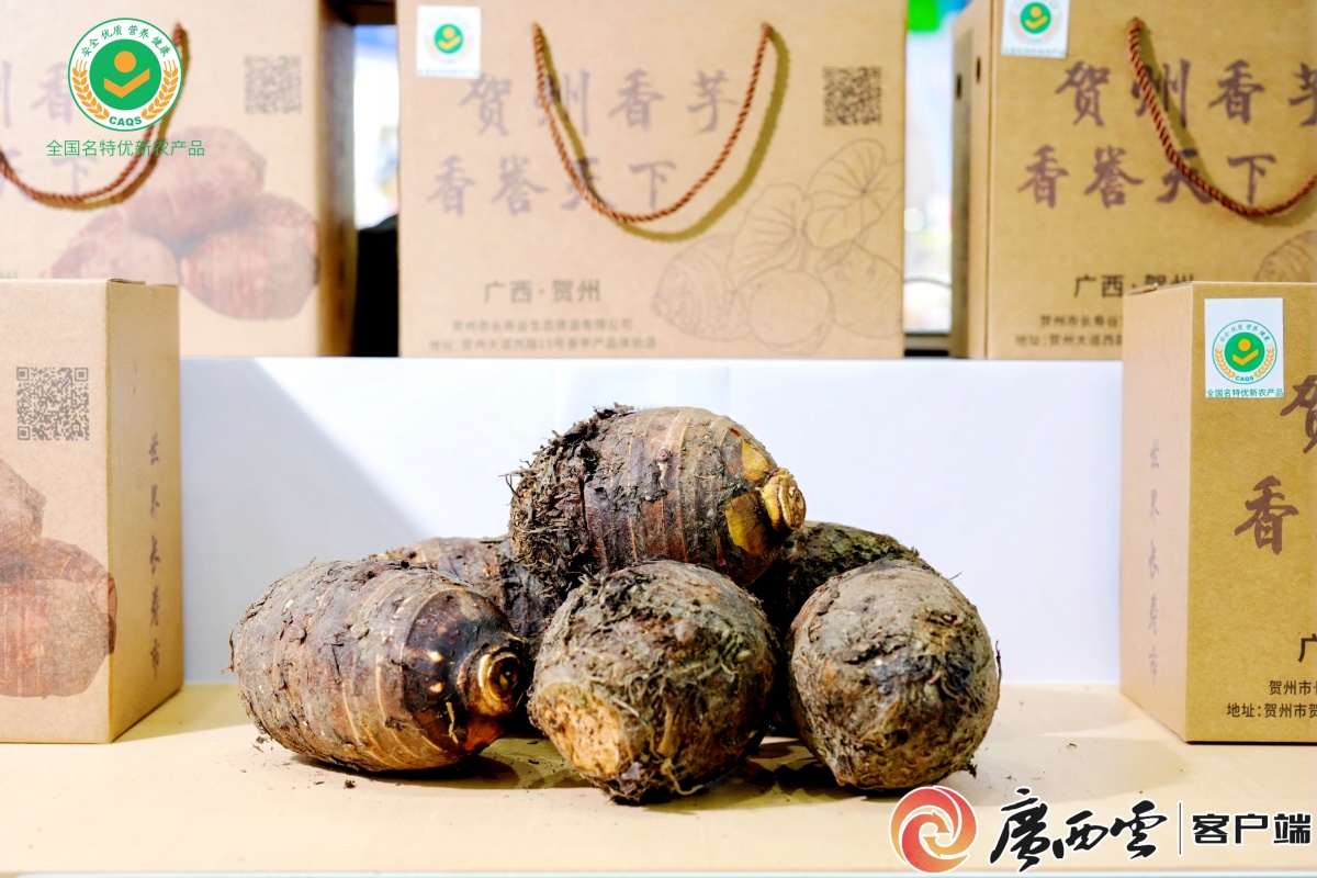 50亿身价的“广西明星”出征厦门这颗带桂花香的小马蹄闯世界撬动市场(图2)
