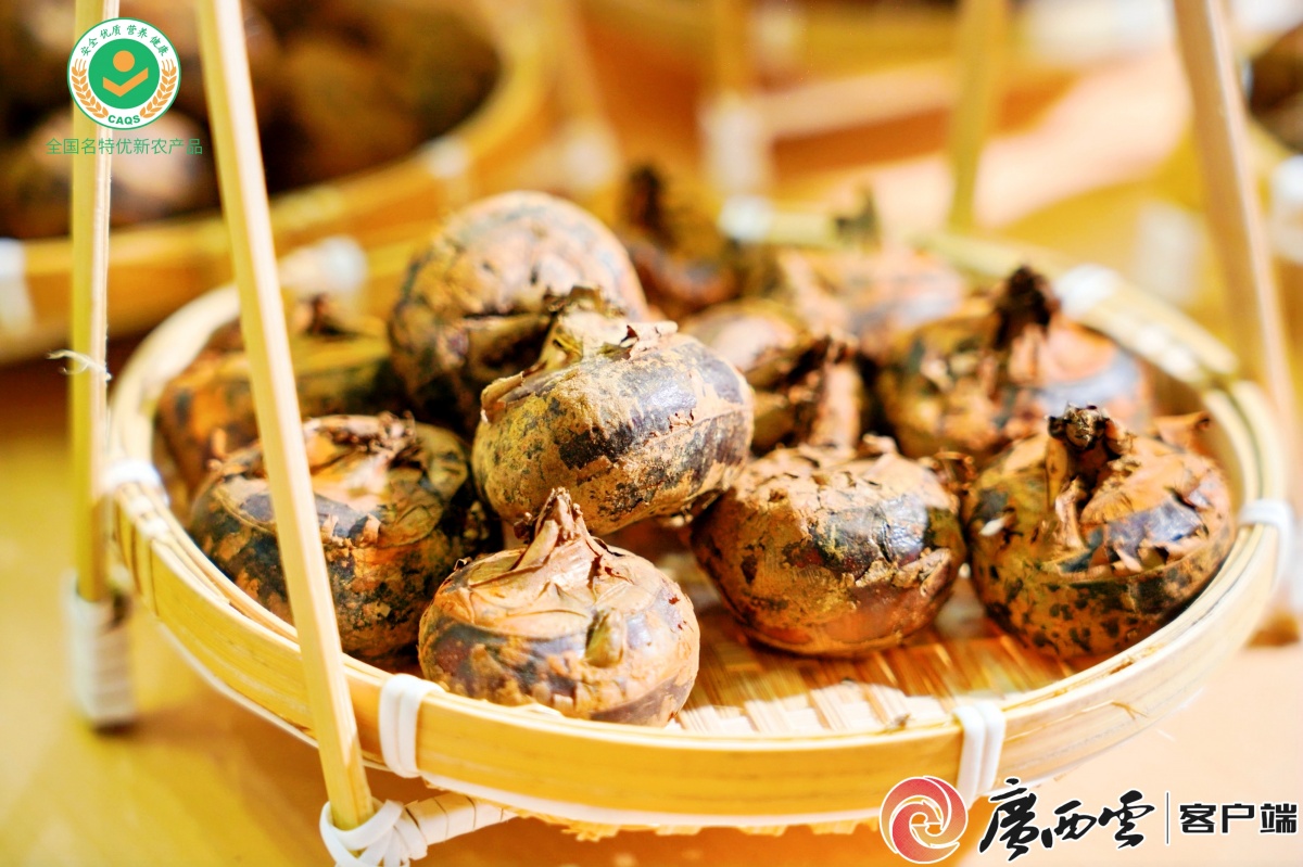 50亿身价的“广西明星”出征厦门这颗带桂花香的小马蹄闯世界撬动市场(图5)