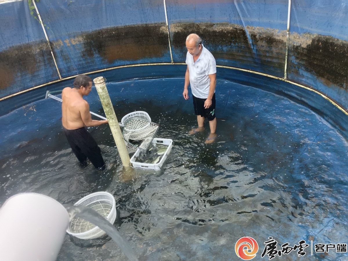 杏彩体育宜州：鲈鱼跃金生态富民正当时(图2)