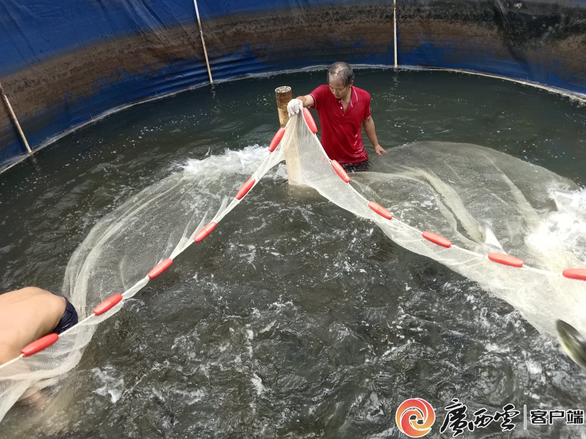 杏彩体育宜州：鲈鱼跃金生态富民正当时(图1)