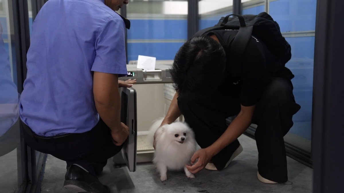 “毛孩子”能坐高铁啦！南宁东站率先开通两条线路