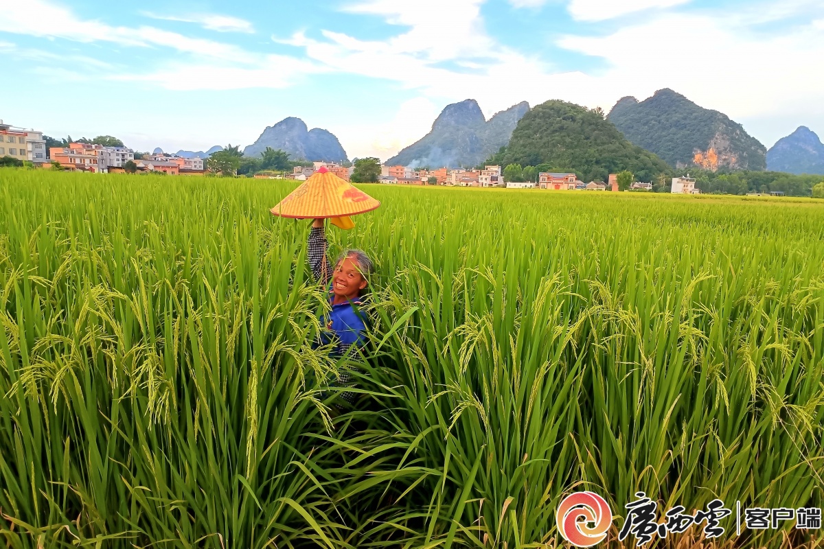 “粮”辰美景稻花香——端牢中国饭碗的广西实践(图3)