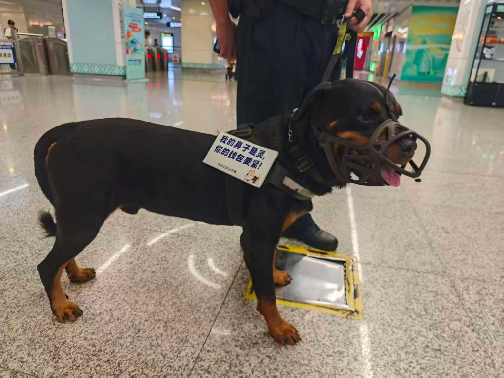 南宁地铁出现“反诈警犬”！市民：这种宣传我爱看