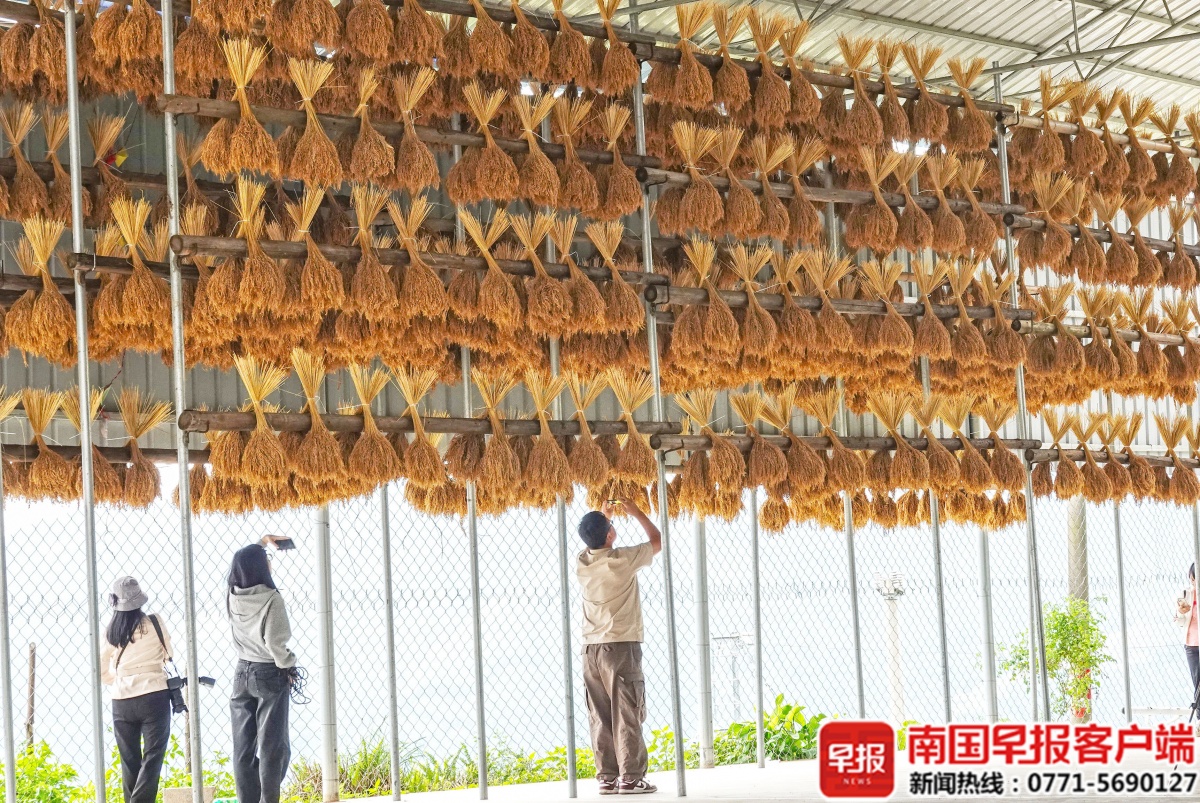 特色物产抢先看！2025智慧农业博览会、广西国际农业博览会将在南宁召开(图5)