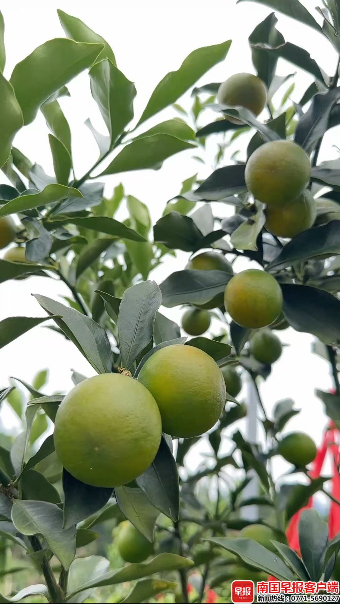 特色物产抢先看！2025智慧农业博览会、广西国际农业博览会将在南宁召开(图4)