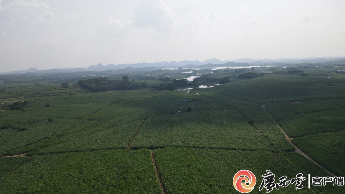 广农糖业建设灌溉取水工程助力甘蔗提质增产(图2)