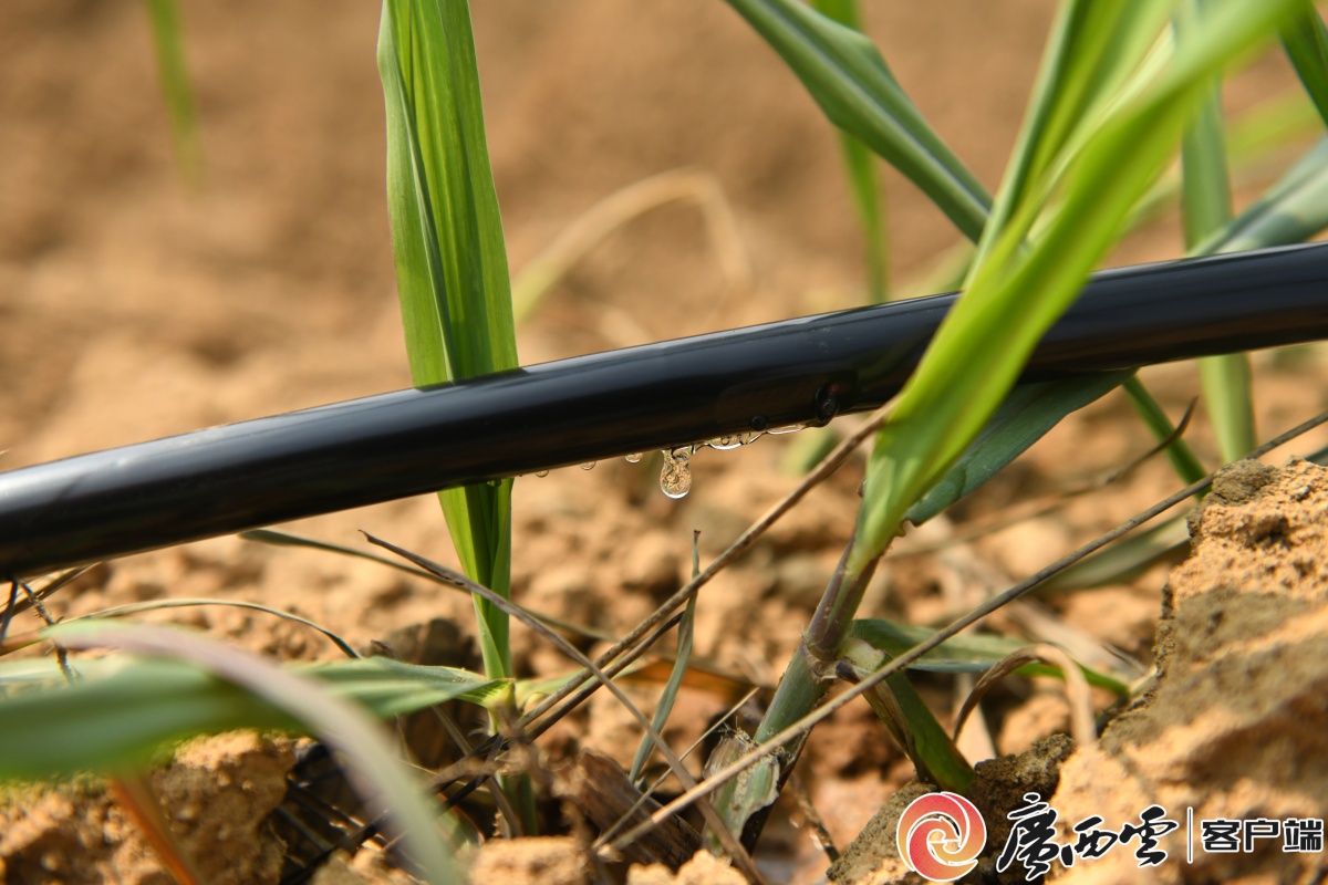 广农糖业建设灌溉取水工程助力甘蔗提质增产(图3)