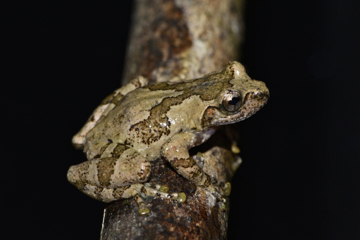 最新!广西发现两栖类新物种