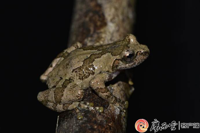 美丽广西的自然物语