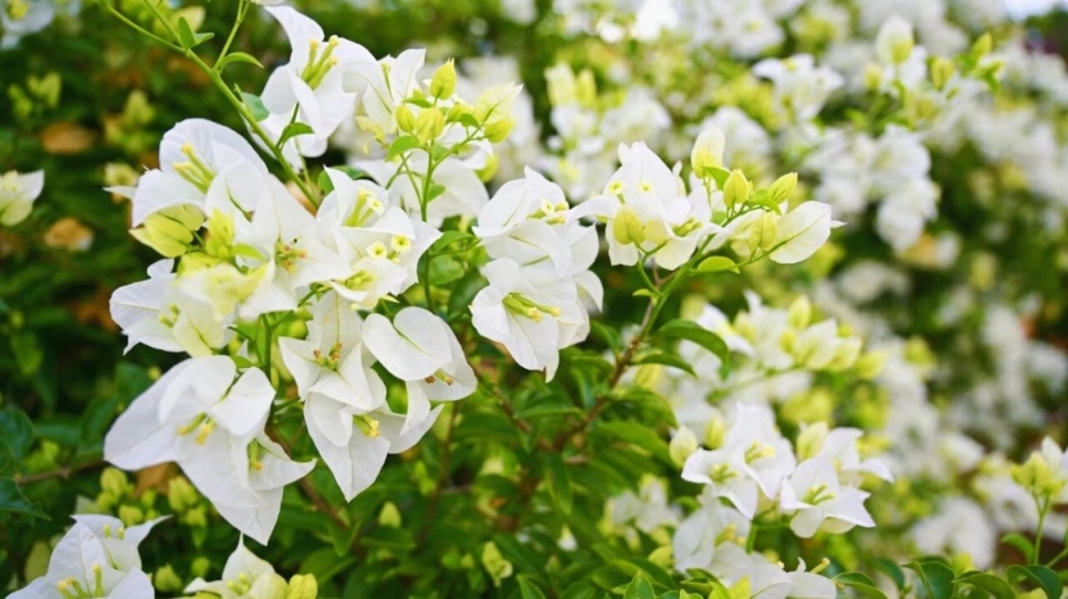 广西初冬赏花图鉴来了!藏不住的浪漫正悄然盛放