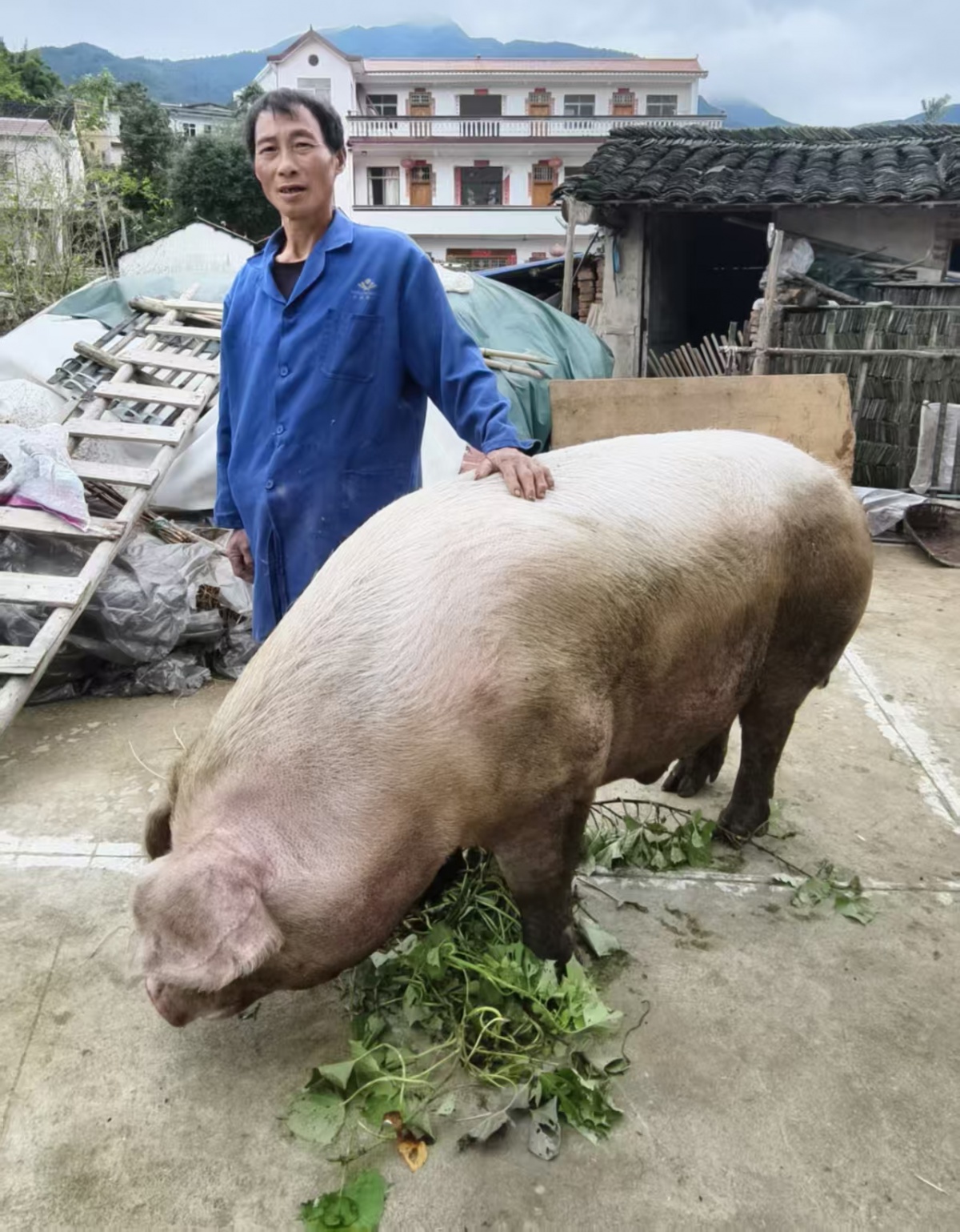 灌阳千斤“猪王”被四川客商花万余元买走