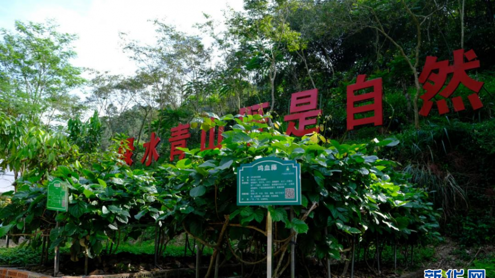 綠海生金 廣西探索林下經濟新實踐