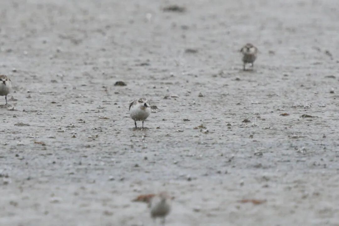 比大熊猫数量还少的鸟在北海连续10年可见！(图3)