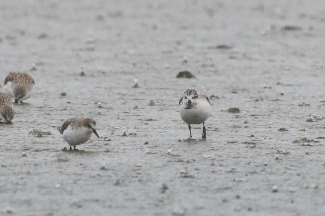 比大熊猫数量还少的鸟在北海连续10年可见！(图2)
