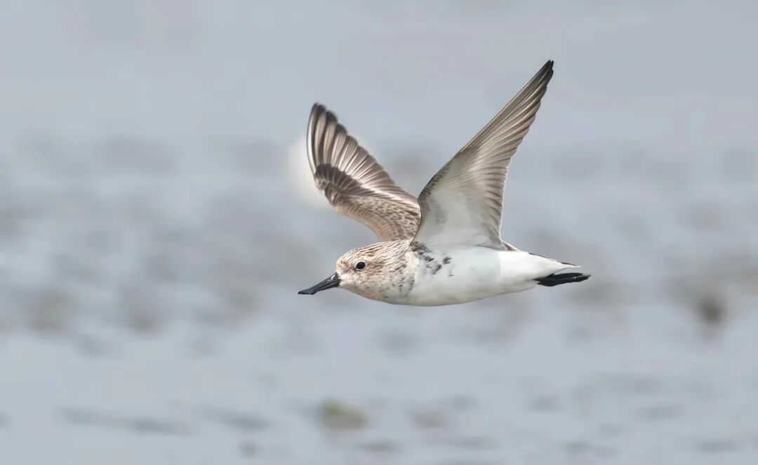 比大熊猫数量还少的鸟在北海连续10年可见！(图4)