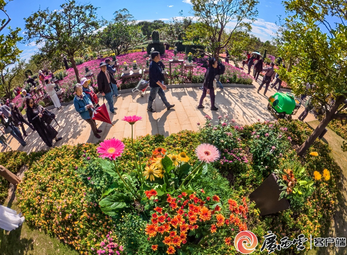 第十届南宁青秀山菊花展开展(图2)