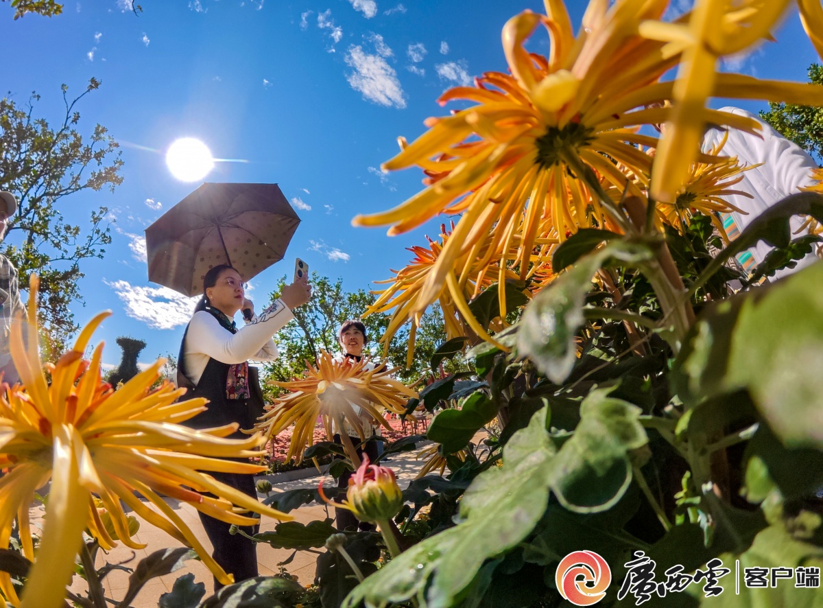 第十届南宁青秀山菊花展开展(图4)