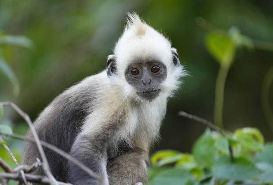 ����ͼ��ح��ϡ��ͷҶ��