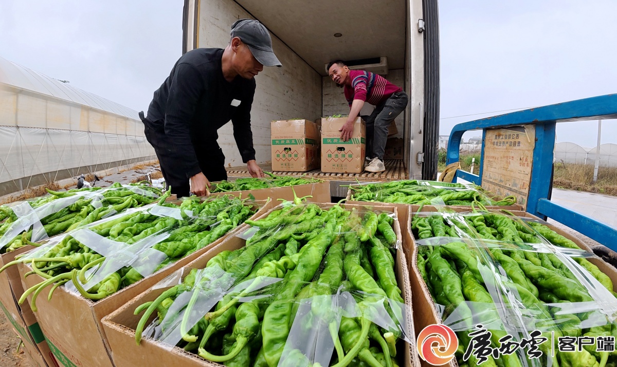 ��ѩ | �������ߣ�ɽ���������۰�