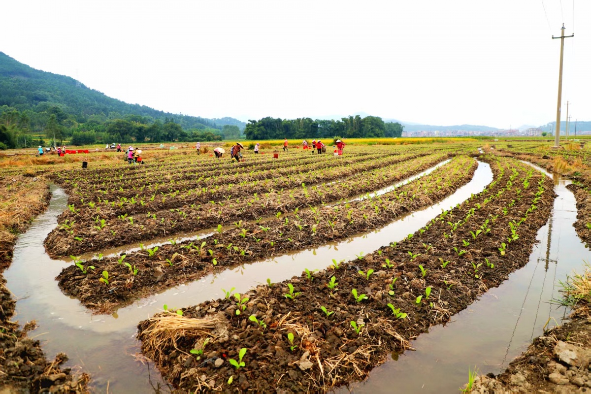 ����ʱ�ڣ�����Ϊ�αȴ��Ļ�æ��