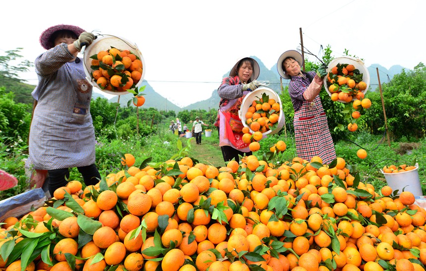 德保：柑橘成群众致富“黄金果”