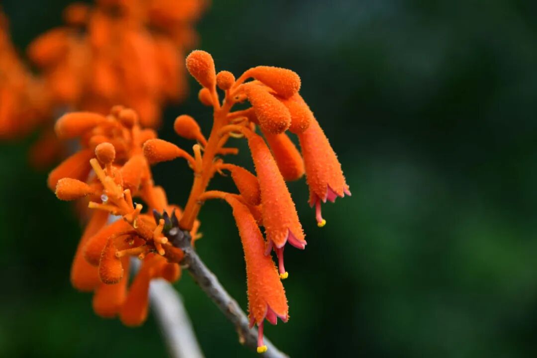 ��Σ���ֹ�����ͩʵ�ֲַ�����Ⱥ˫����