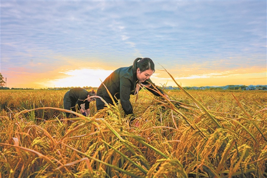 潮起潮落稻生金
