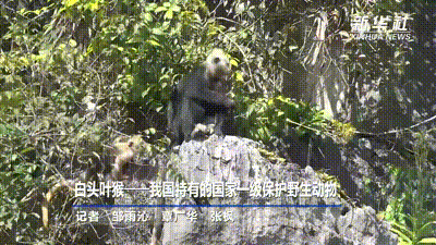 ��ͷҶ����ҹ����еĹ���һ������Ұ������