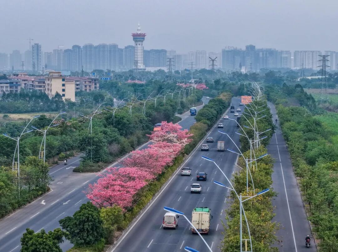 速收藏!贵港十二月赏花地图出炉,这些绝美机位拍出氛围感大片