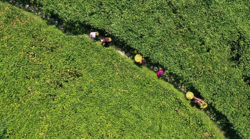 �V���Ո�����^�l | ɽ�g�ù�׃����������������ƄӸ�ɽ������a(ch��n)�I(y��)���|(zh��)���l(f��)չ