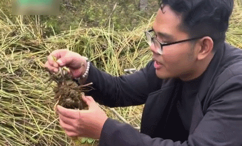 Foreign Friends to Guilin Experience Digging Horseshoe Netizens: Digging Not Endless, Digging Not Endless