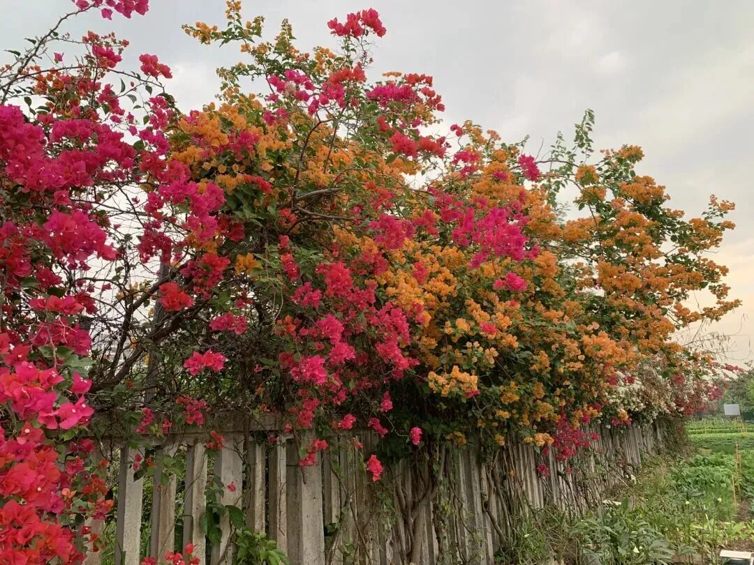 秋日打卡!北海三角梅瀑布花墙美哭了