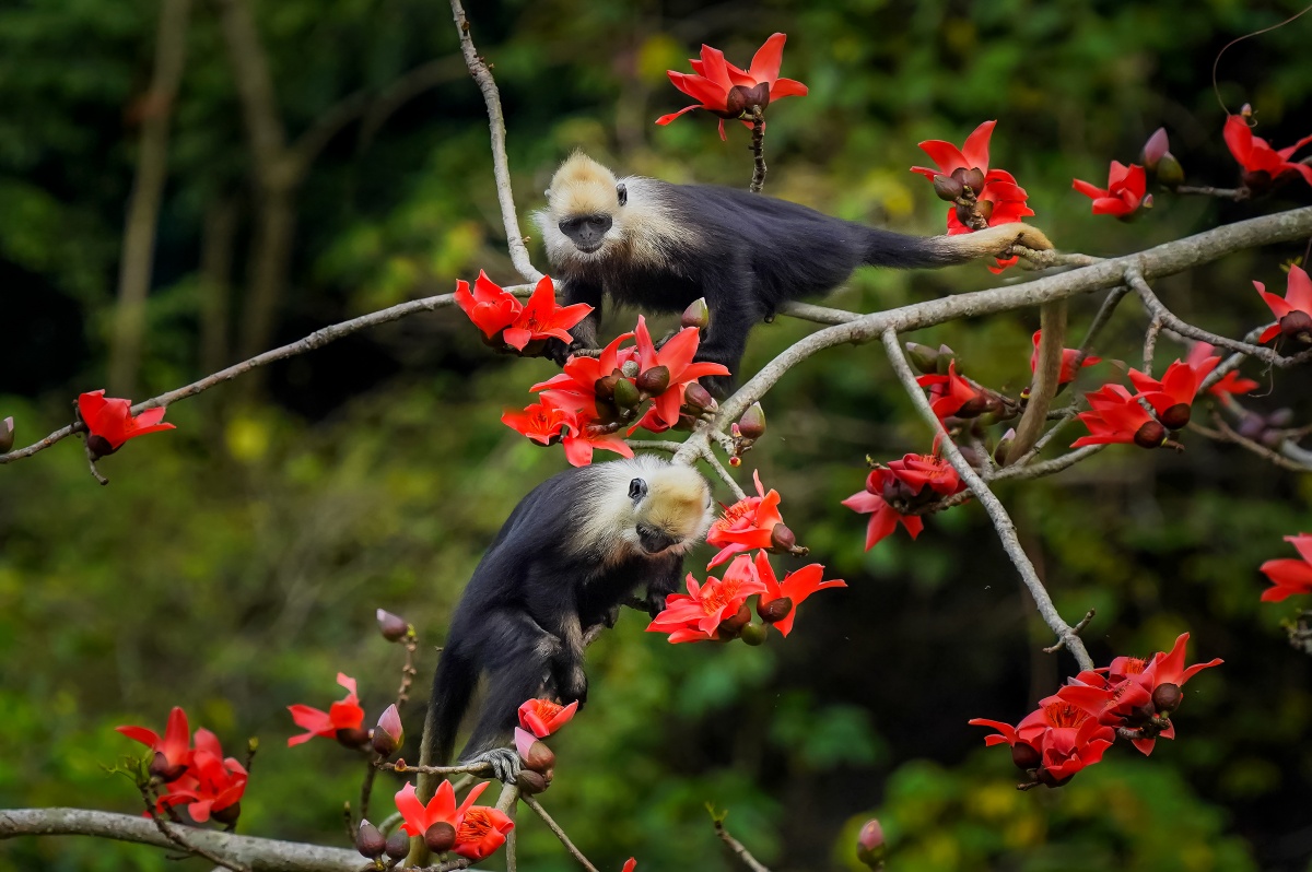 美丽广西的自然物语——“十四五”以来广西加强生物多样性保护纪事