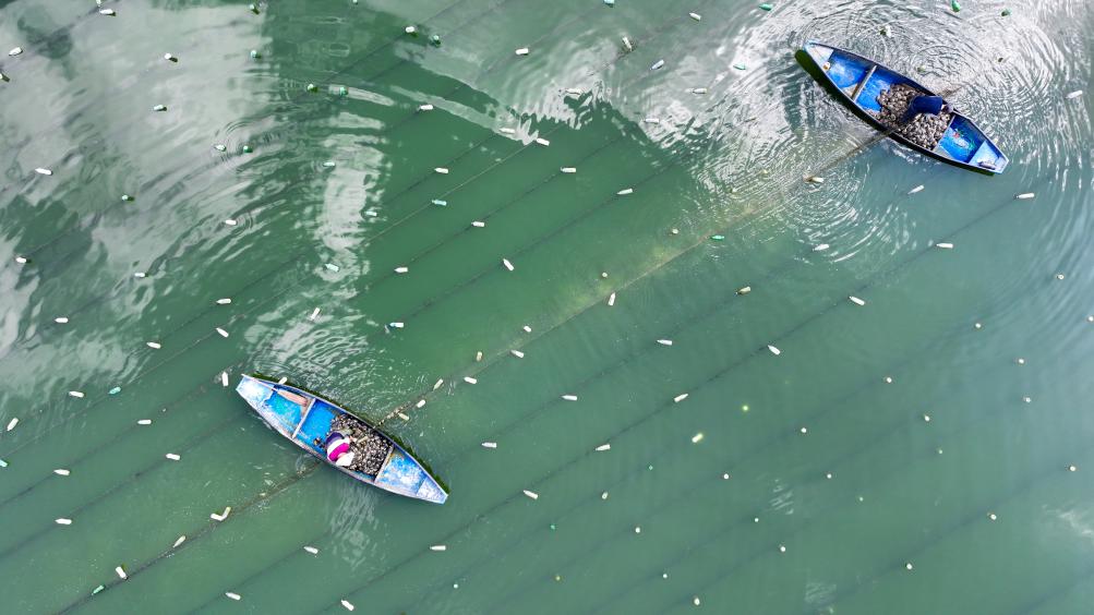 珍珠产业串起钦州“家门口”的好日子(图1)