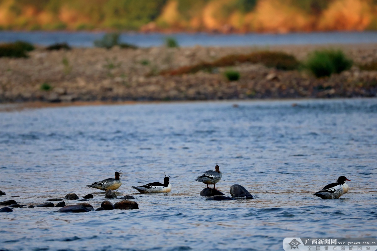 12��19�ս��c(di��n)�D