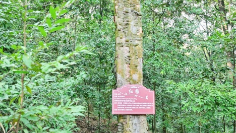 �V�����҃����ֽ��O���|��Ч����Ӌ���O��e��1500�f��