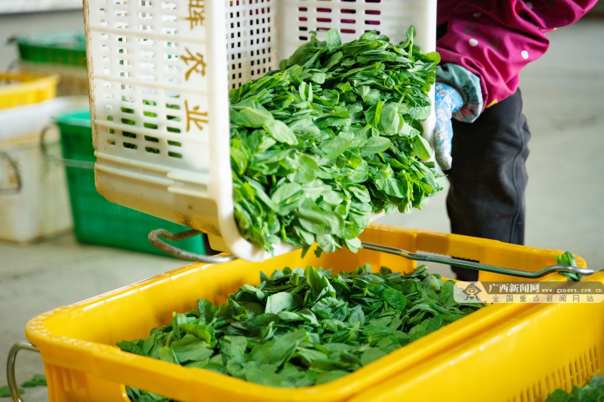 12��19�ս��c�D