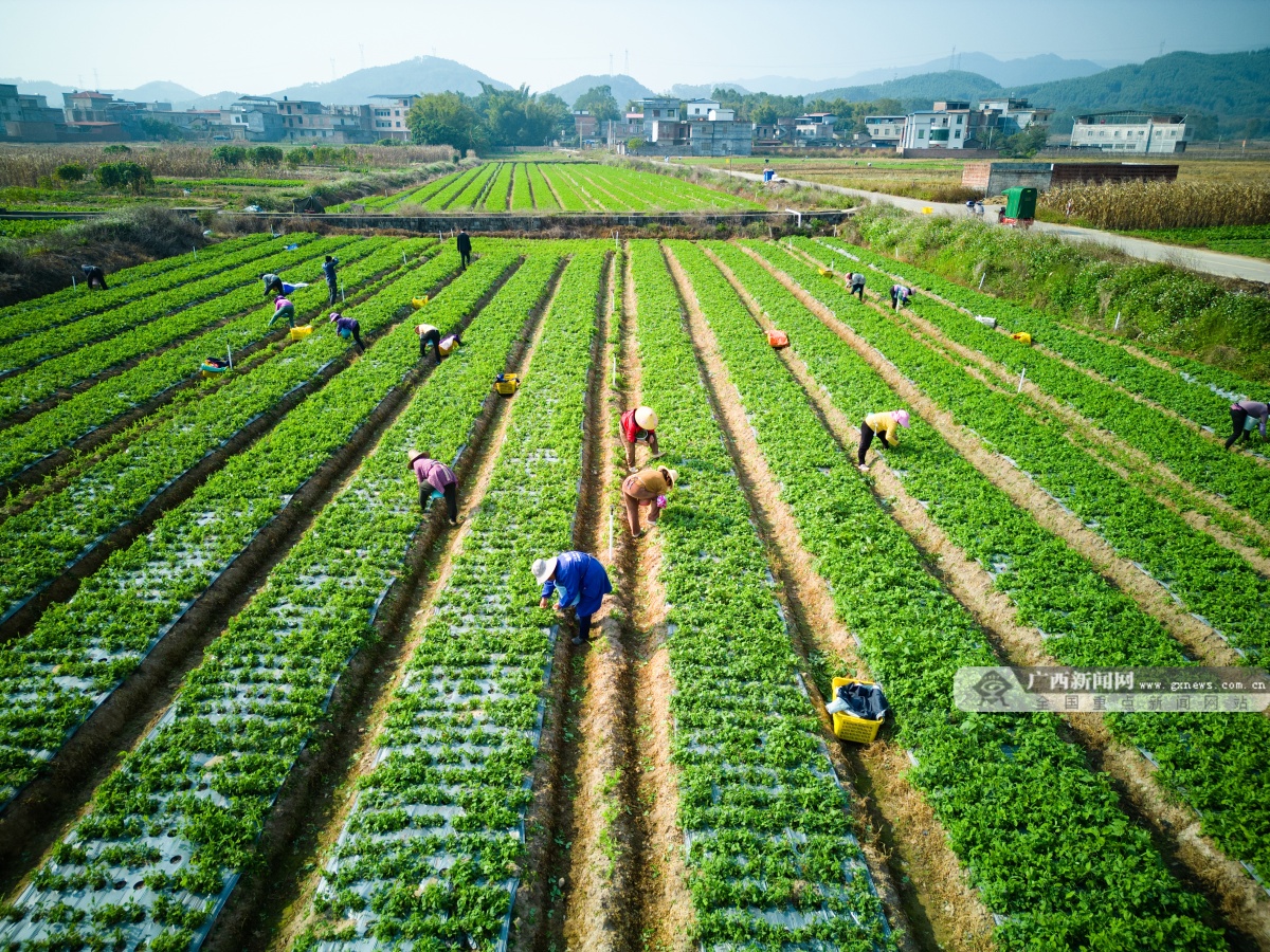 12��19�ս��c�D