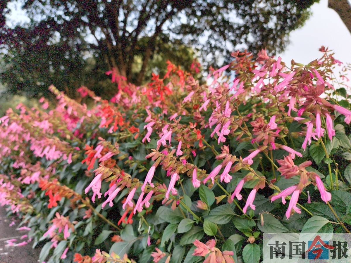 12��20�ս��c�D