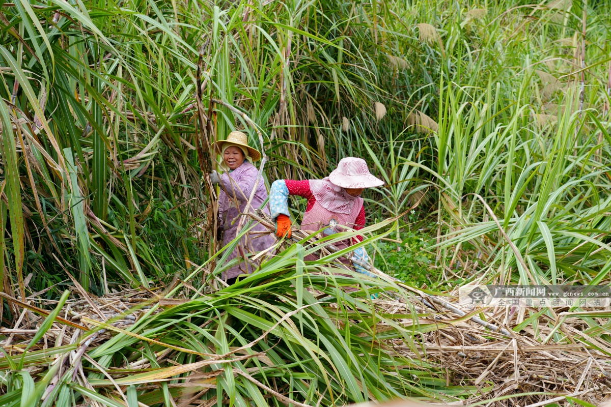 12��21�ս��c�D