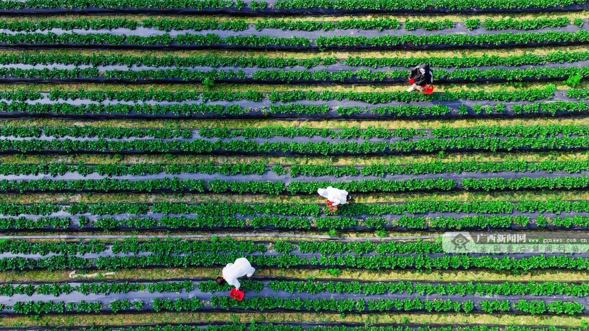 12��25�ս��c�D