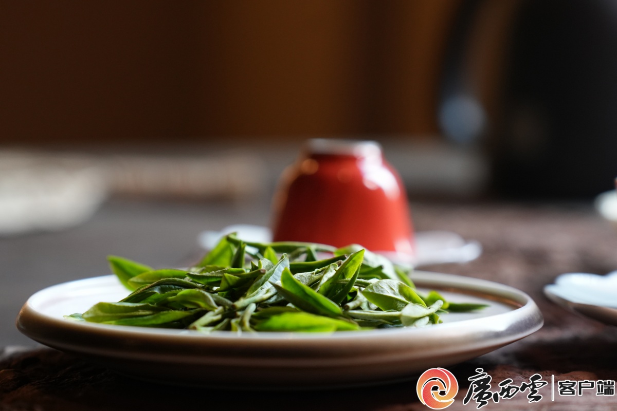 2026年元旦广西“早春第一茶”领“鲜”敬全国！