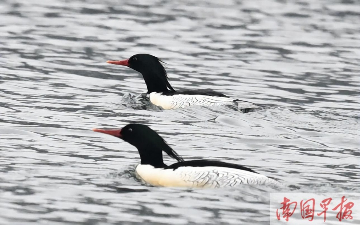 不负相约!“鸟中大熊猫”中华秋沙鸭再度现身澄碧河自然保护区(图1)