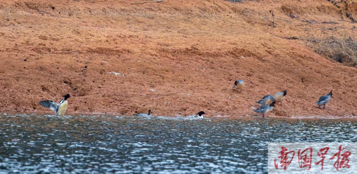 不负相约!“鸟中大熊猫”中华秋沙鸭再度现身澄碧河自然保护区(图2)