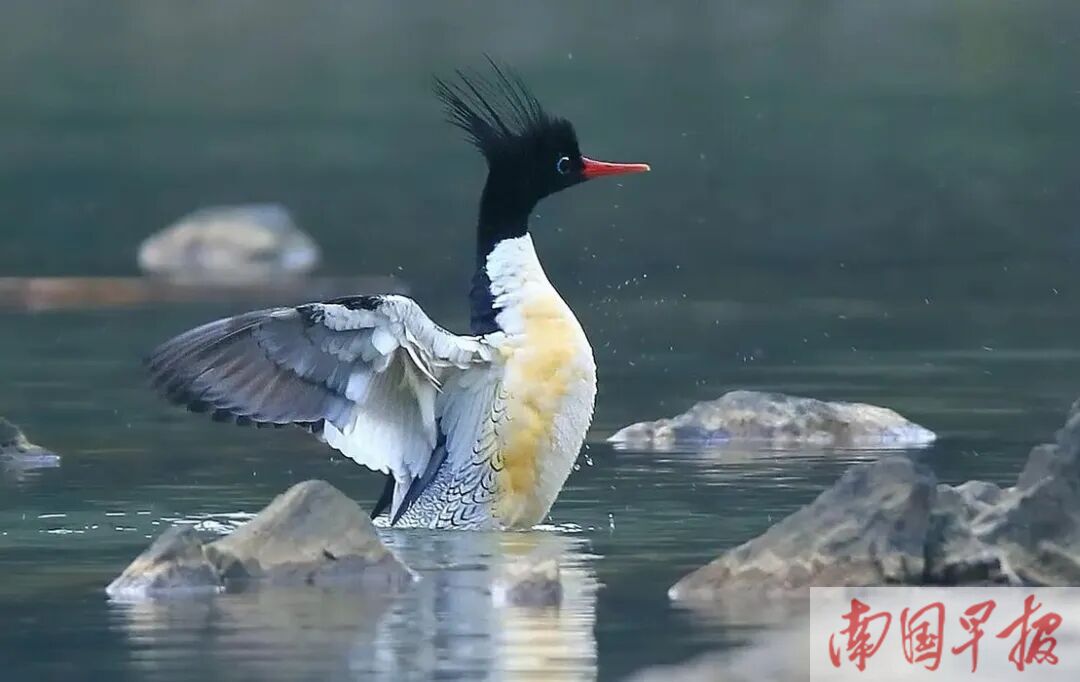 不负相约!“鸟中大熊猫”中华秋沙鸭再度现身澄碧河自然保护区(图3)