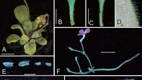 �@�N�lΣС���ı��o(h��)�״����˼��g(sh��)��(bi��o)��(zh��n)��