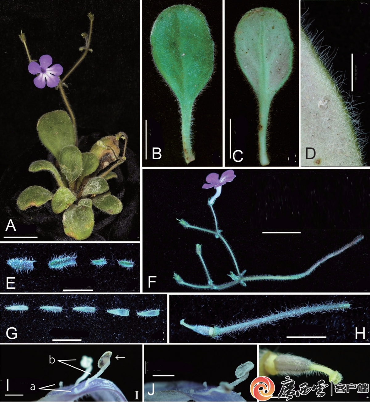 这种濒危小花的保护首次有了技术标准！