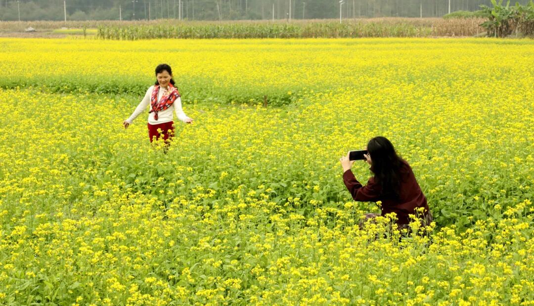 暖冬限定!南宁上林油菜花海绽放,元旦打卡正当时